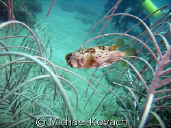 Puffer fish cruising on the inside reef at Lauderdale by ... by Michael Kovach 